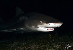 Everybody comes in on a ride at night. Remoras have quite... by Steven Anderson 